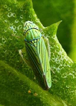 Image of Leafhopper