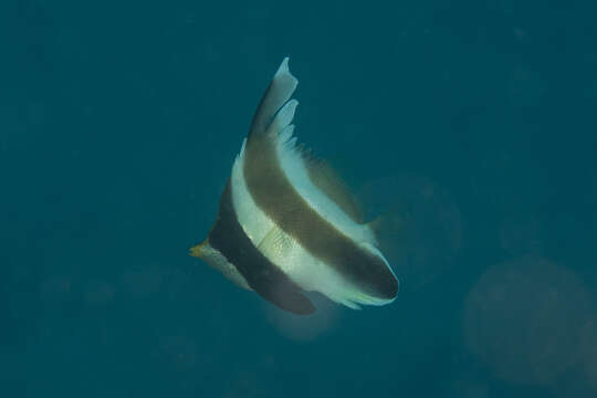 Image of Horned Bannerfish