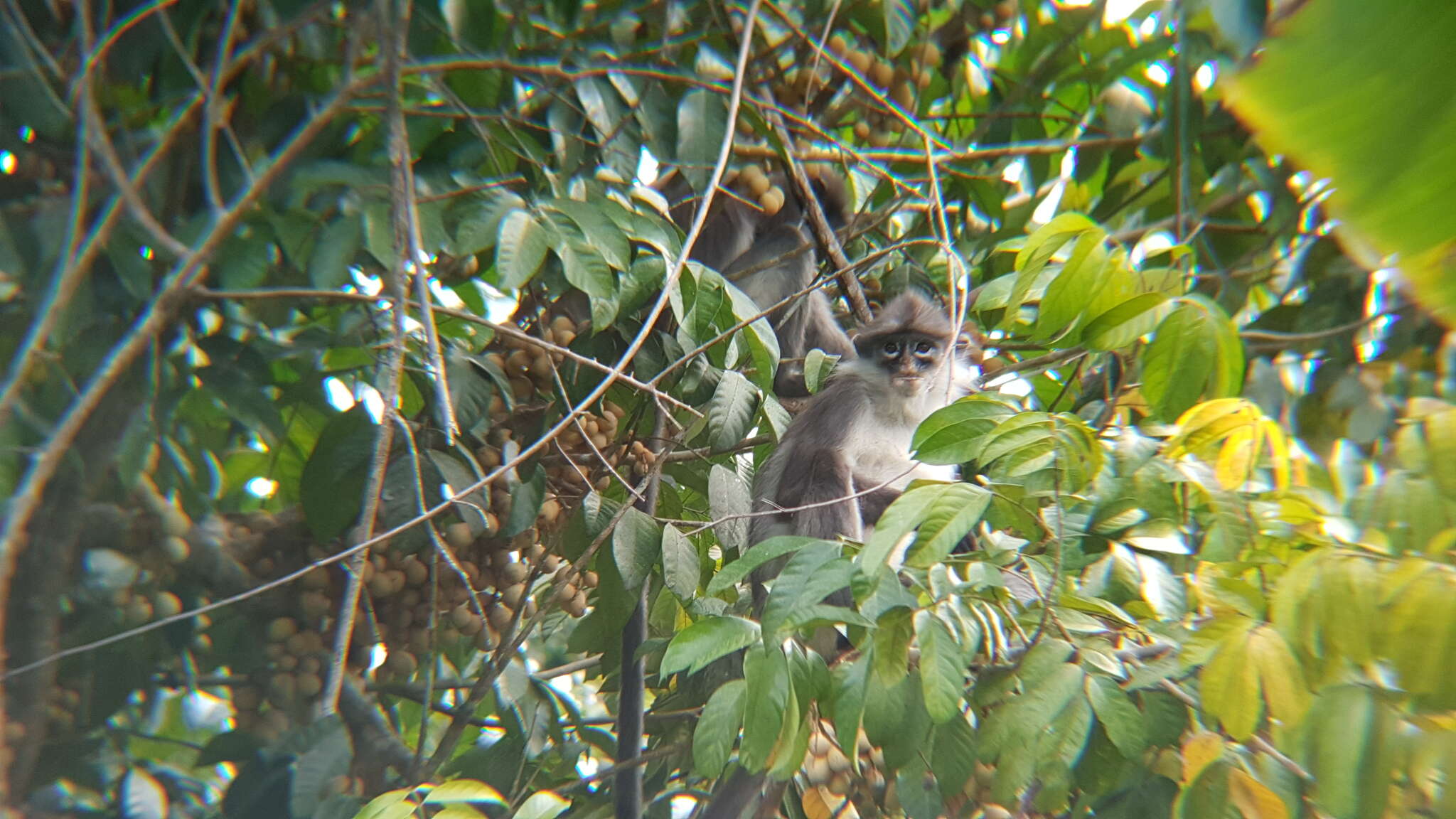 Image of Pale-thighed Langur