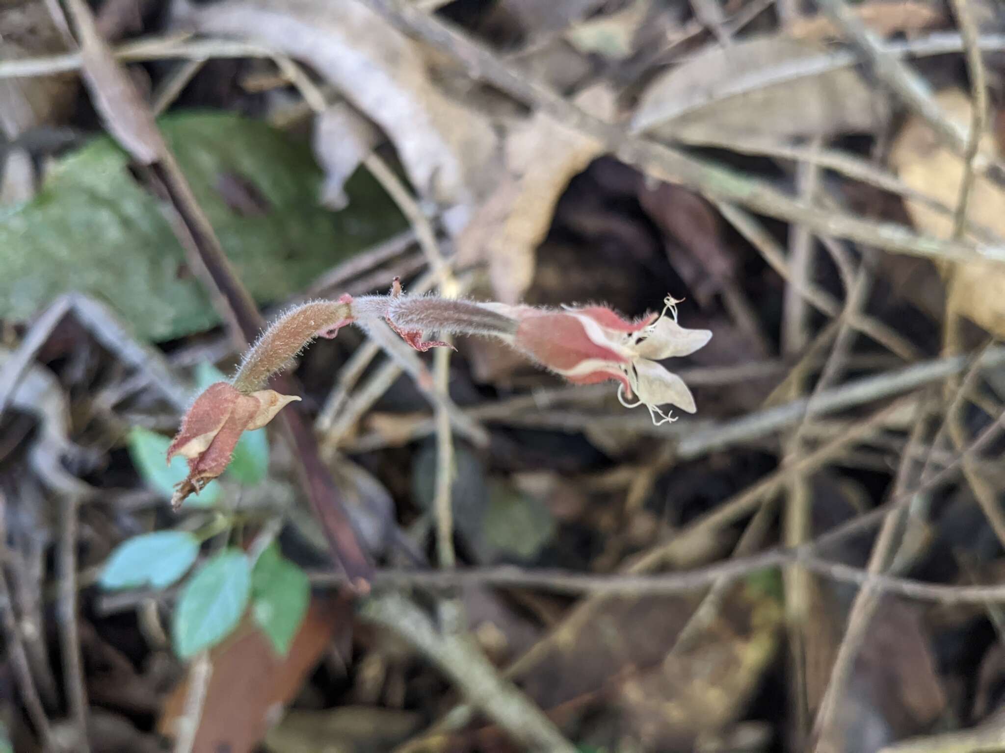 Image of Anoectochilus elatus Lindl.