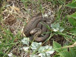 Image of Vipera berus sachalinensis Zarevsky 1917