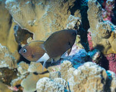 Слика од Pycnochromis hanui (Randall & Swerdloff 1973)