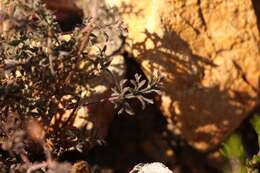 Image of Pelargonium caucalifolium subsp. caucalifolium