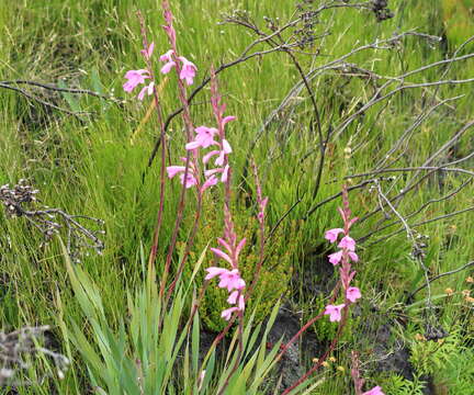 Слика од Watsonia fourcadei J. W. Mathews & L. Bolus