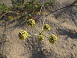 Image of Taeniopetalum obtusifolium (Sibth. & Sm.) Pimenov