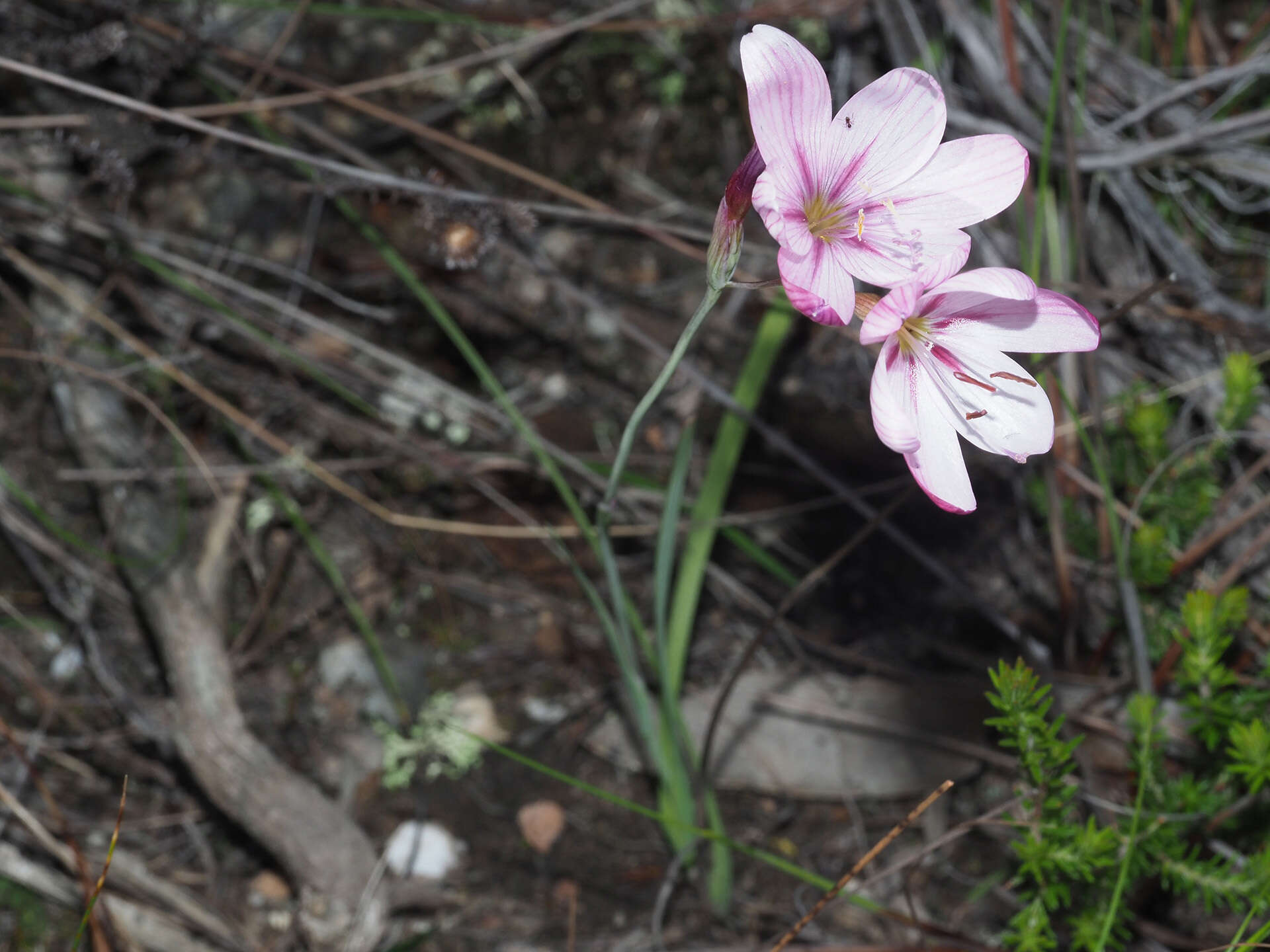 Image of Geissorhiza elsiae Goldblatt