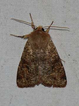 Image of Orthosia rubescens Walker 1865