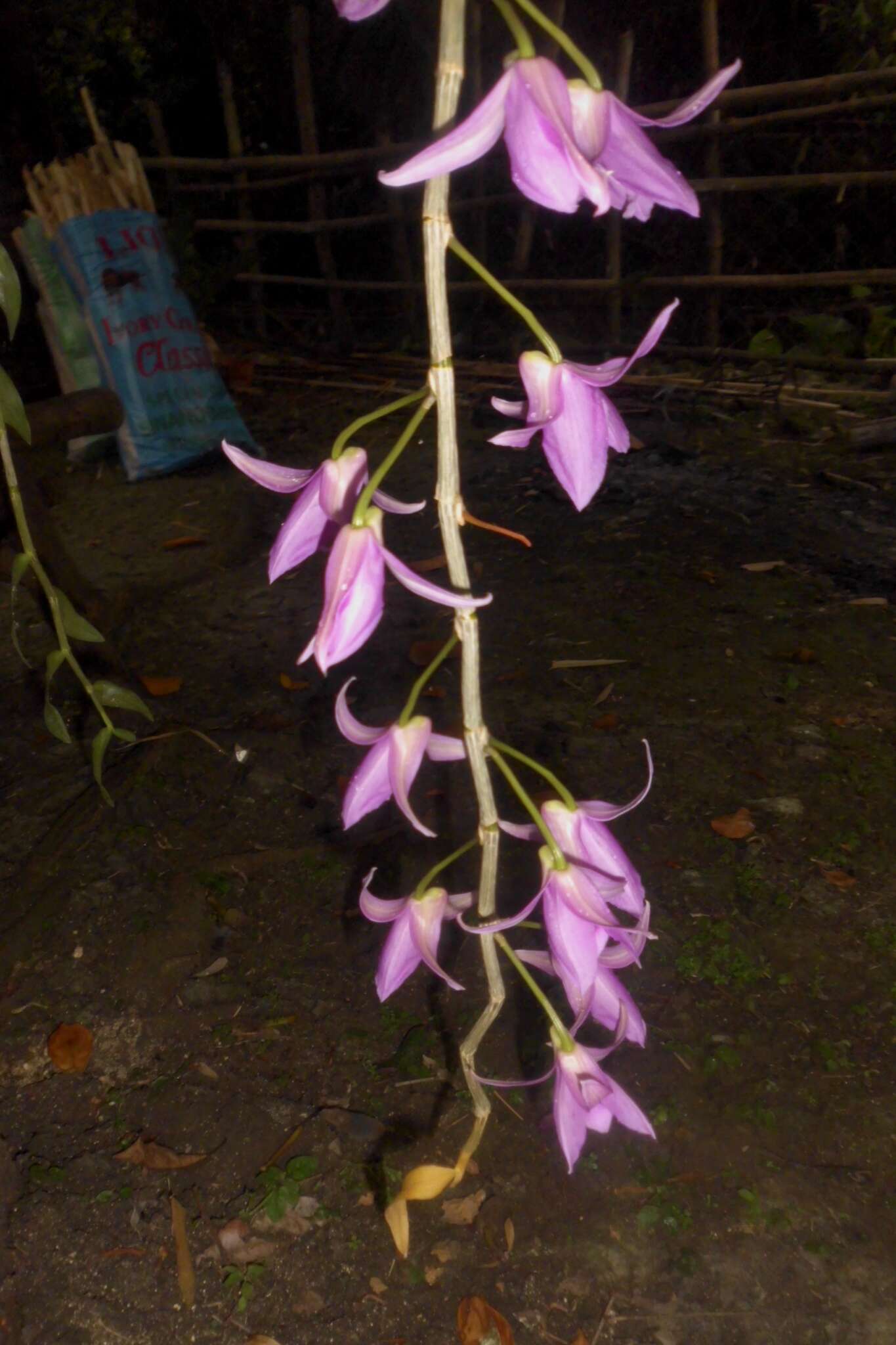 Image of Unscented Dendrobium