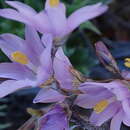 Image of Ixia marginifolia G. J. Lewis