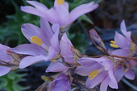 Image of Ixia marginifolia G. J. Lewis