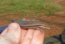 Image of Trachylepis varia (Peters 1867)