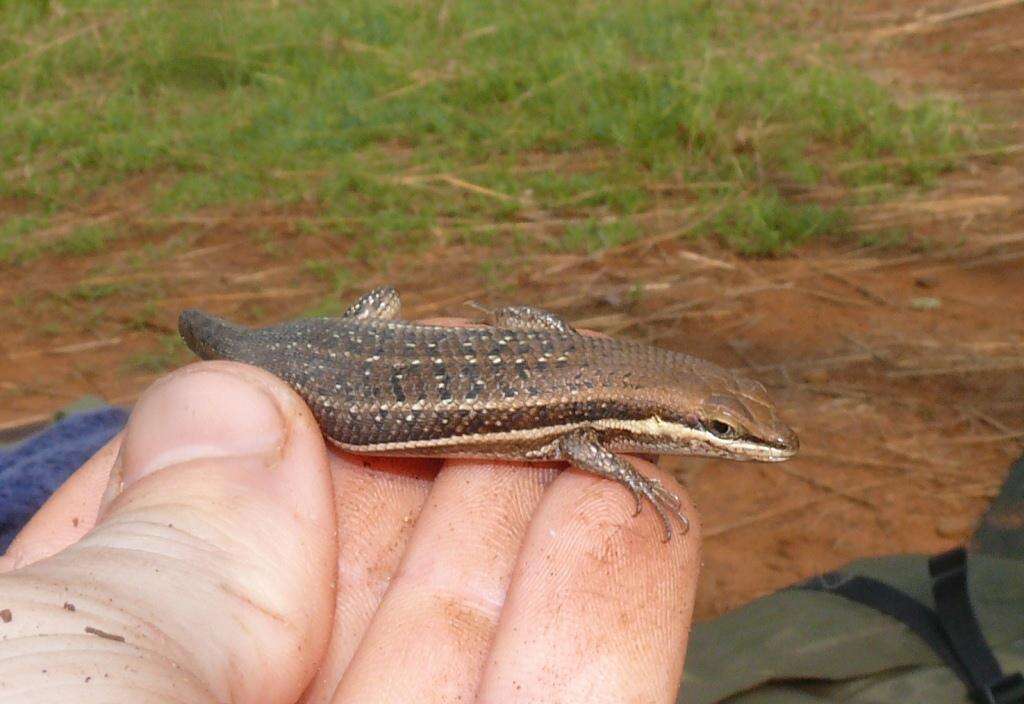 Image of Trachylepis varia (Peters 1867)