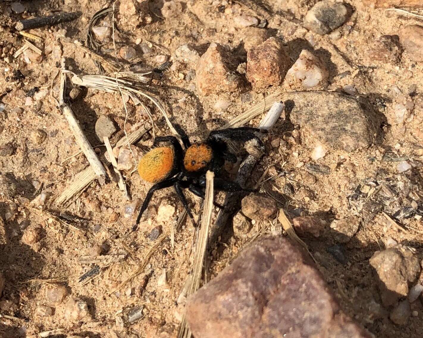 Image of Phidippus apacheanus Chamberlin & Gertsch 1929