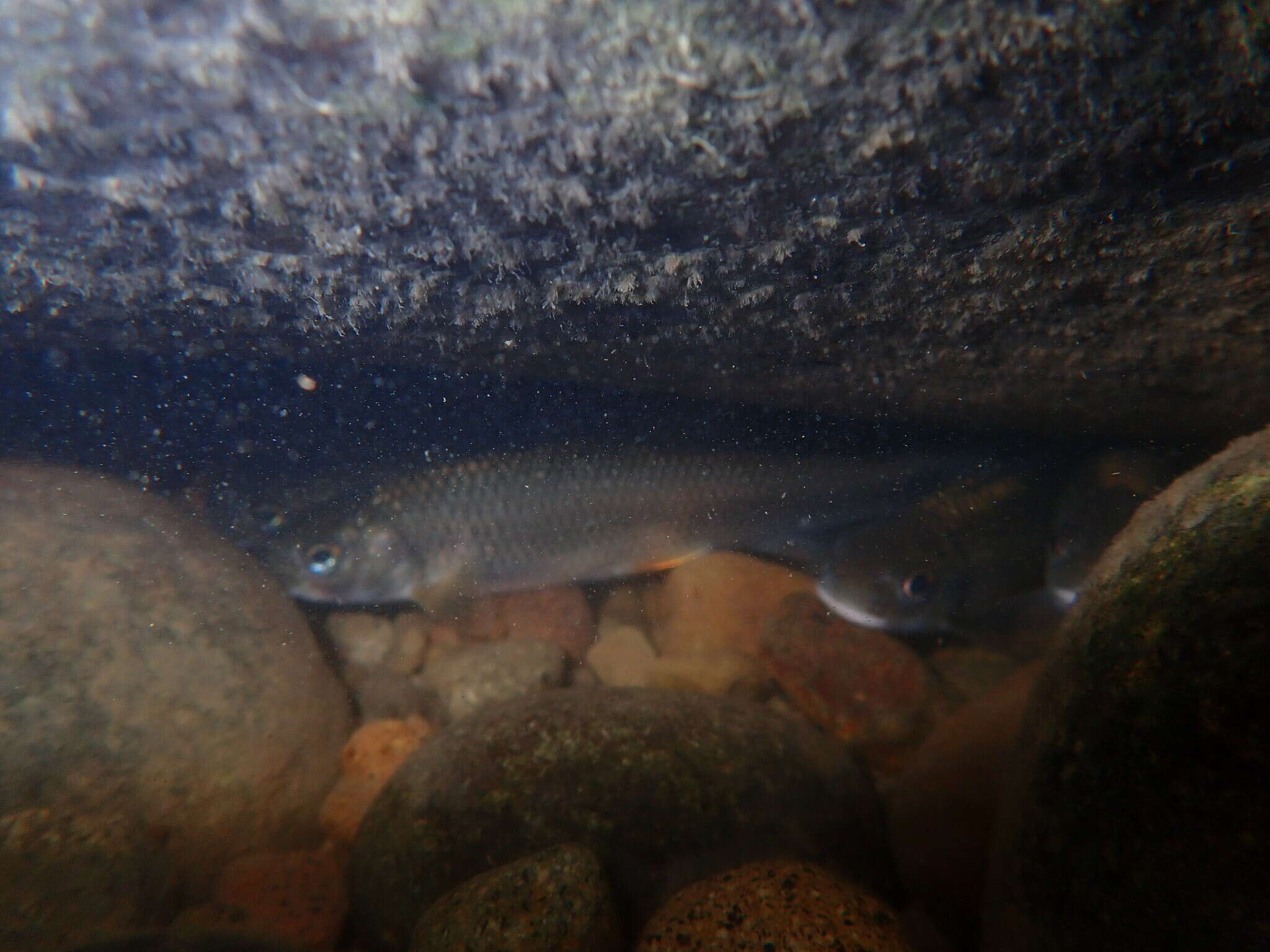 Image of Taiwan Shoveljaw Carp