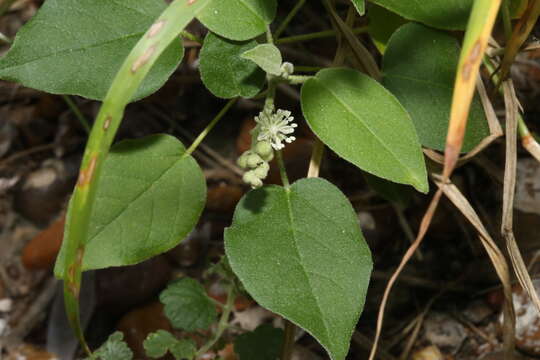 Image of pepperbush