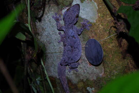 Image of Thecadactylus solimoensis Bergmann & Russell 2007