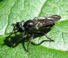 Image of Laphria canis Williston 1883