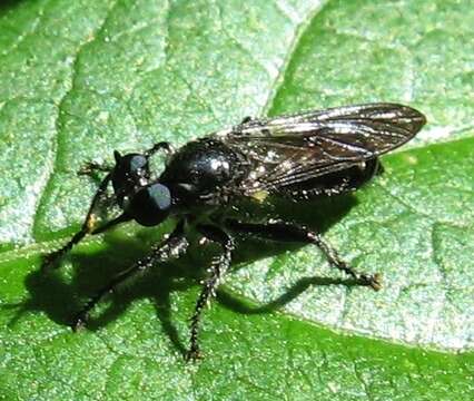 Image of Laphria canis Williston 1883