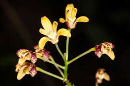 Image of Dendrobium gracilicaule var. howeanum Maiden