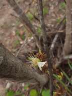 Imagem de Swartzia flaemingii var. psilonema (Harms) Cowan