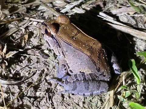 Image of Slender-fingered Bladder Frog