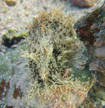 Image of blue-spotted sea hare