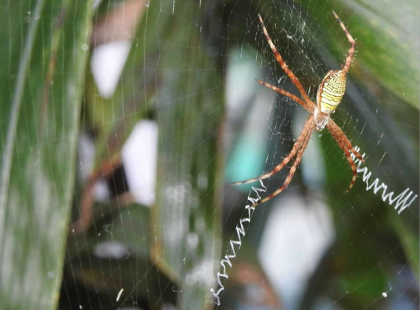 Image of Oval St Andrew's Cross Spider