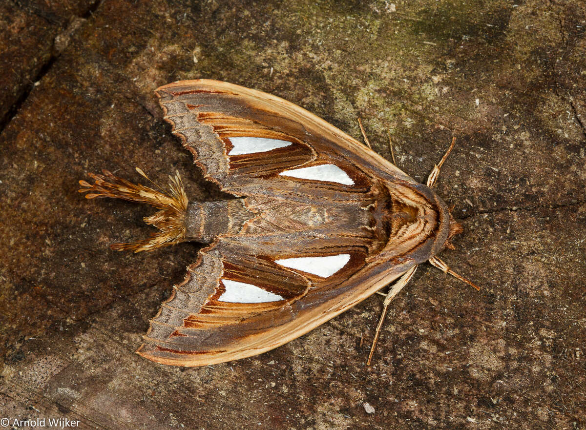 Image of Tarsolepis remicauda Butler 1872