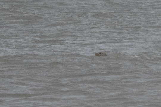 Image of bearded Seal