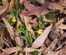 Image of Goodenia hederacea subsp. alpestris (K. Krause) R. Carolin