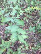 Image of wrinkleleaf goldenrod