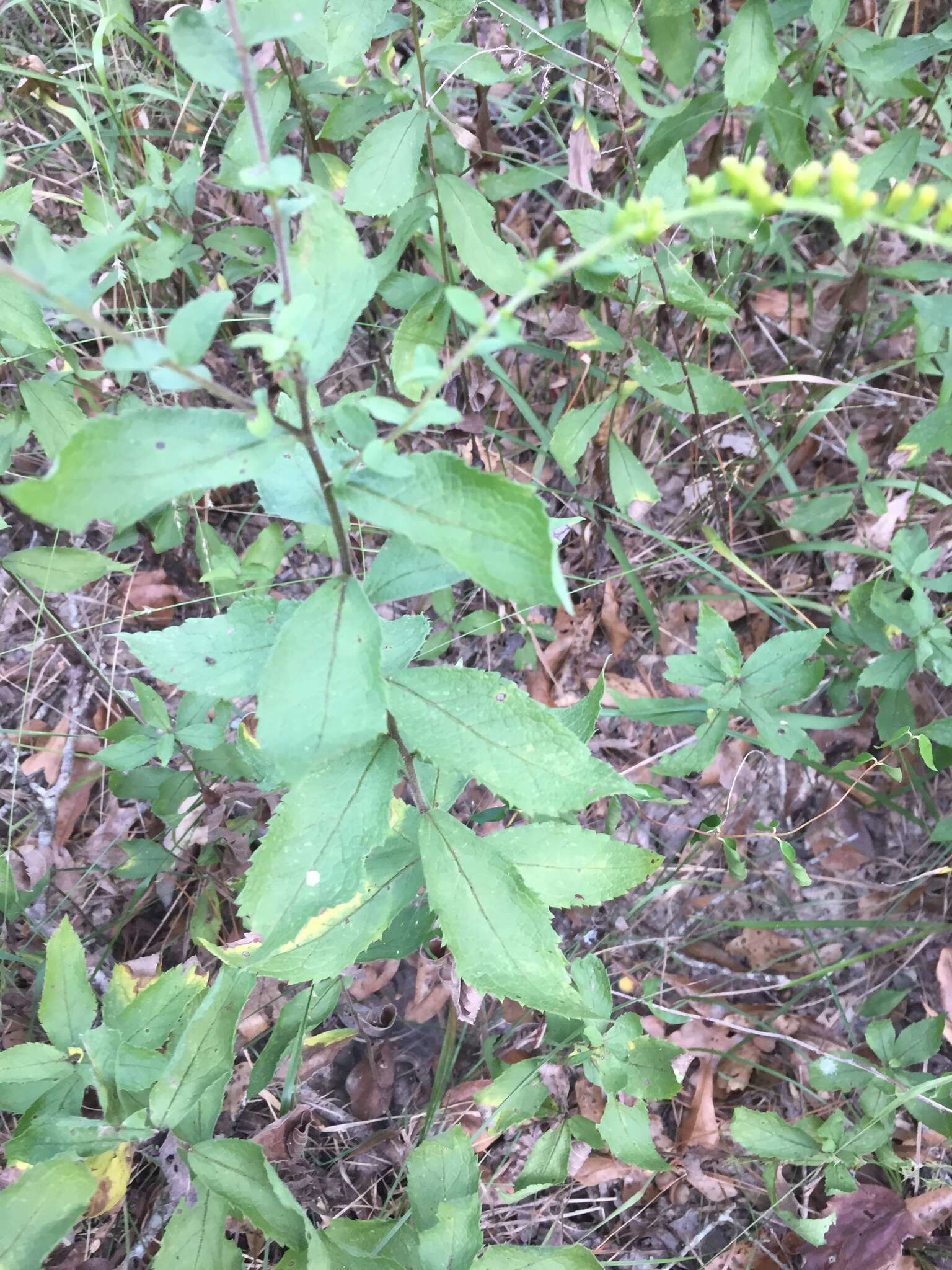 Image of wrinkleleaf goldenrod