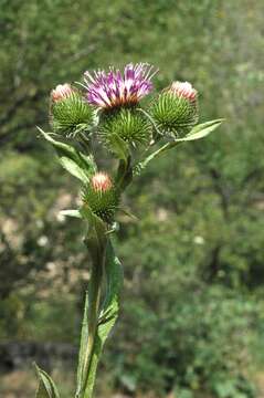 Cousinia leiocephala (Regel) Juz. resmi