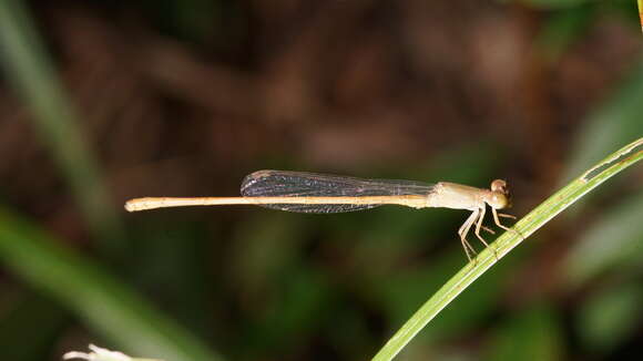 Image of Ceriagrion olivaceum Laidlaw 1914