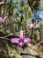 Image of Bletia lilacina A. Rich. & Galeotti