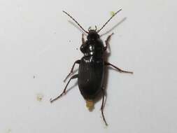 Image of Carabidae