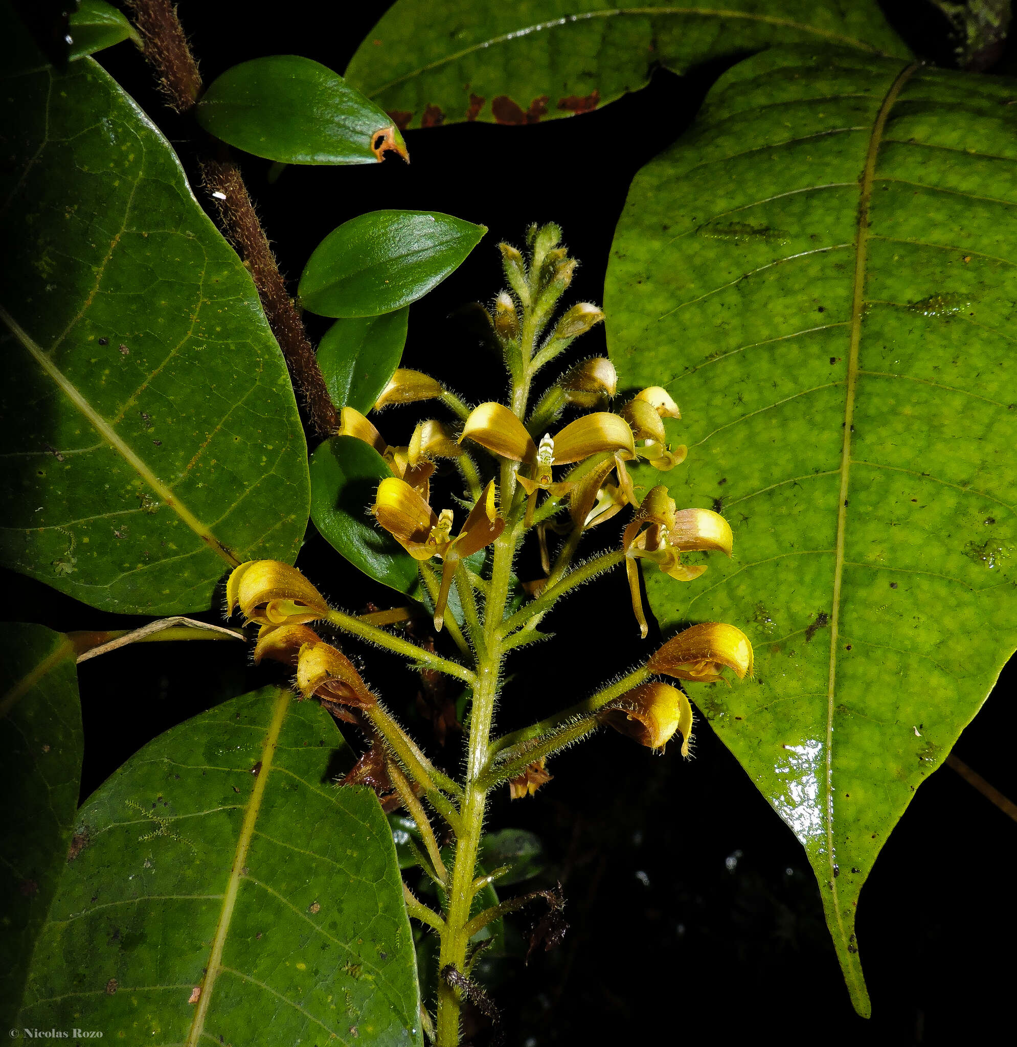 Image of Ponthieva diptera Linden & Rchb. fil.