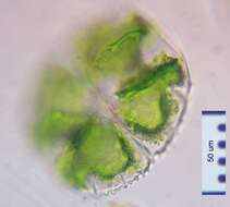 Image of Micrasterias truncata Brébisson ex Ralfs 1848