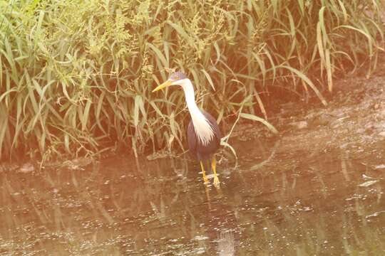 Imagem de Egretta picata (Gould 1845)