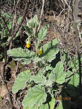 Image of Hermannia althaeifolia L.