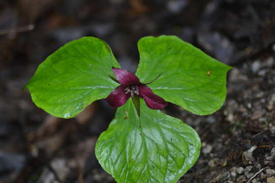 Image of Trillium erectum var. erectum