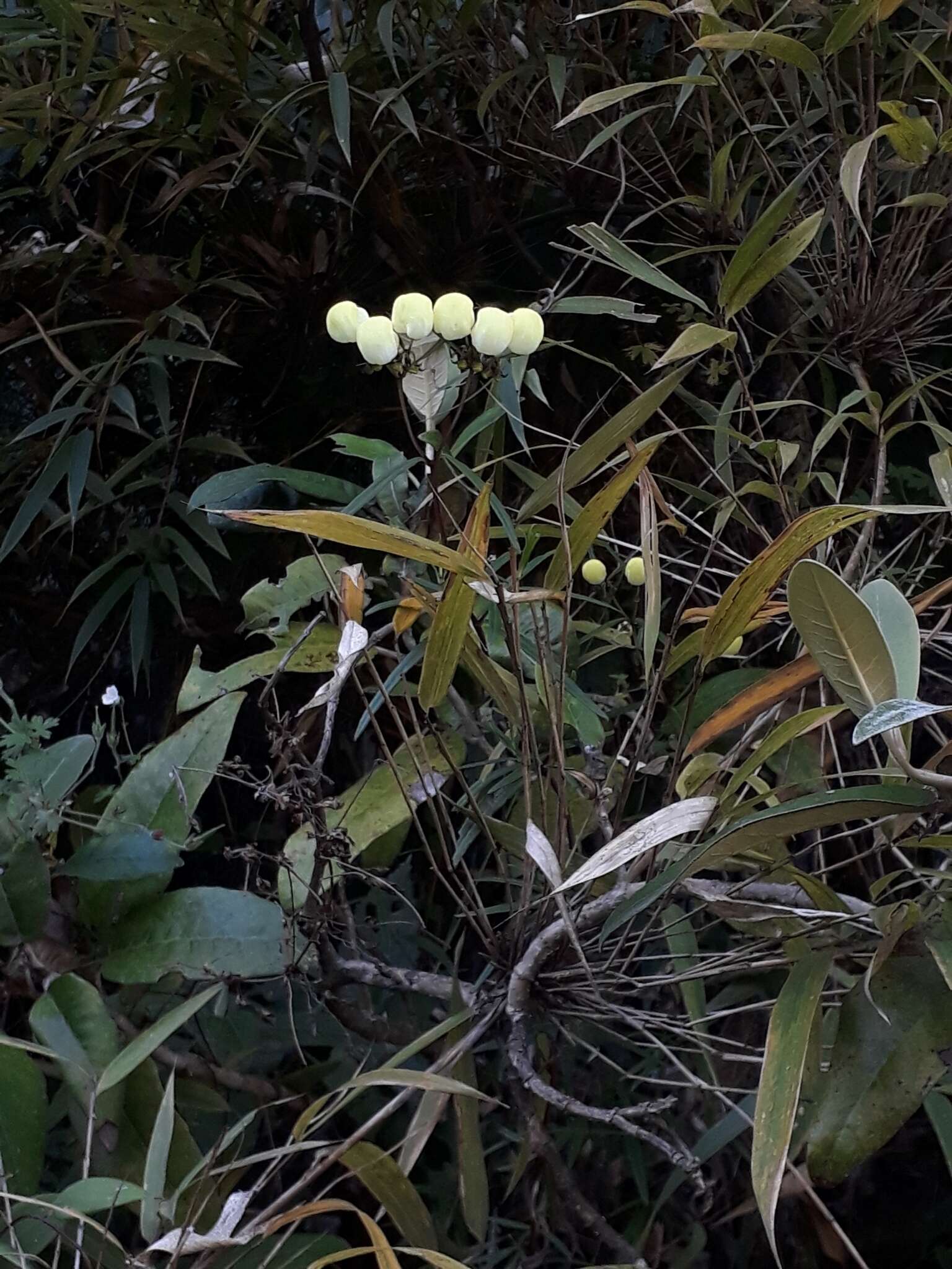 Image of Calceolaria hyssopifolia Kunth