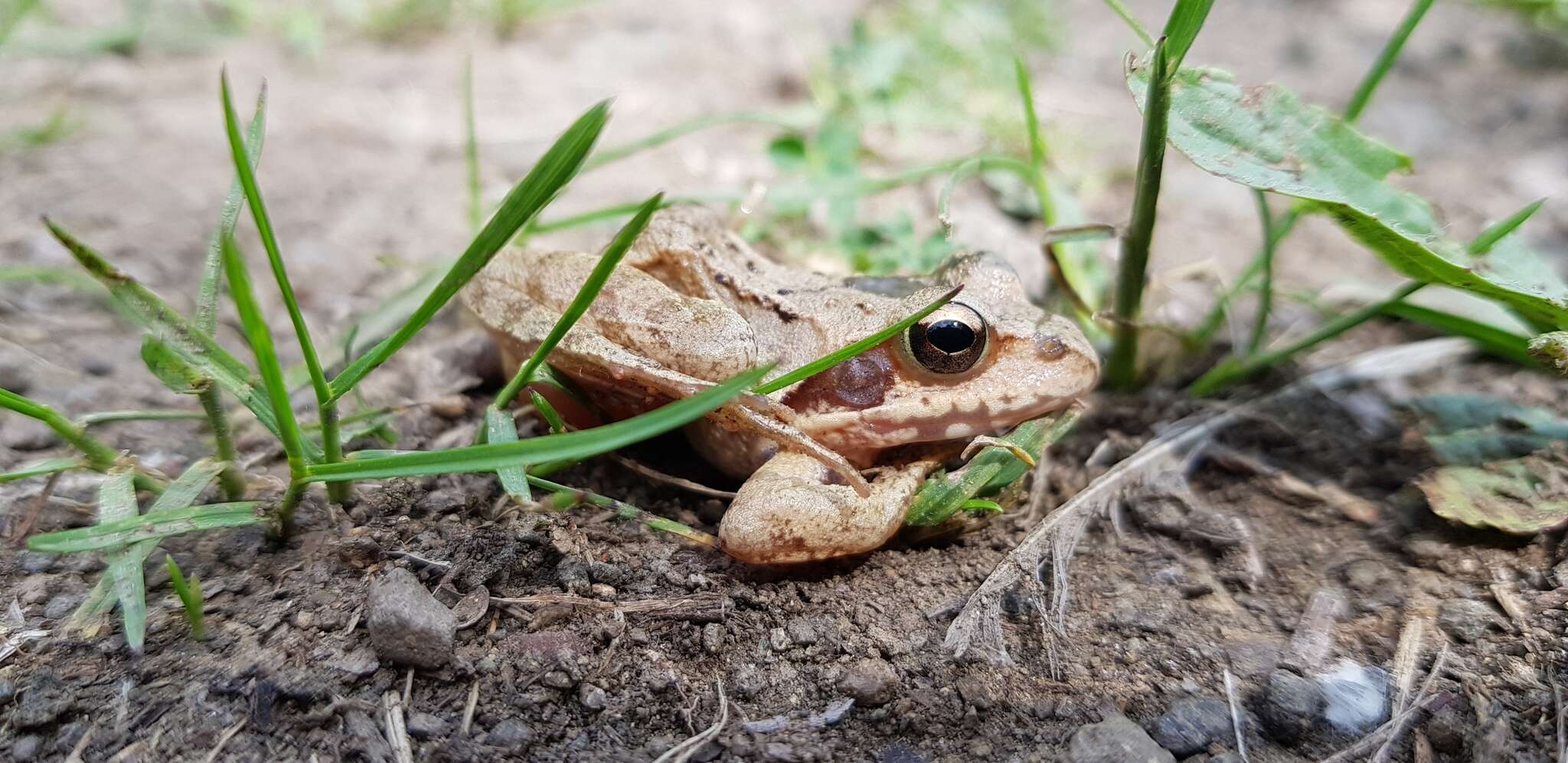 Image of Dybowski's frog