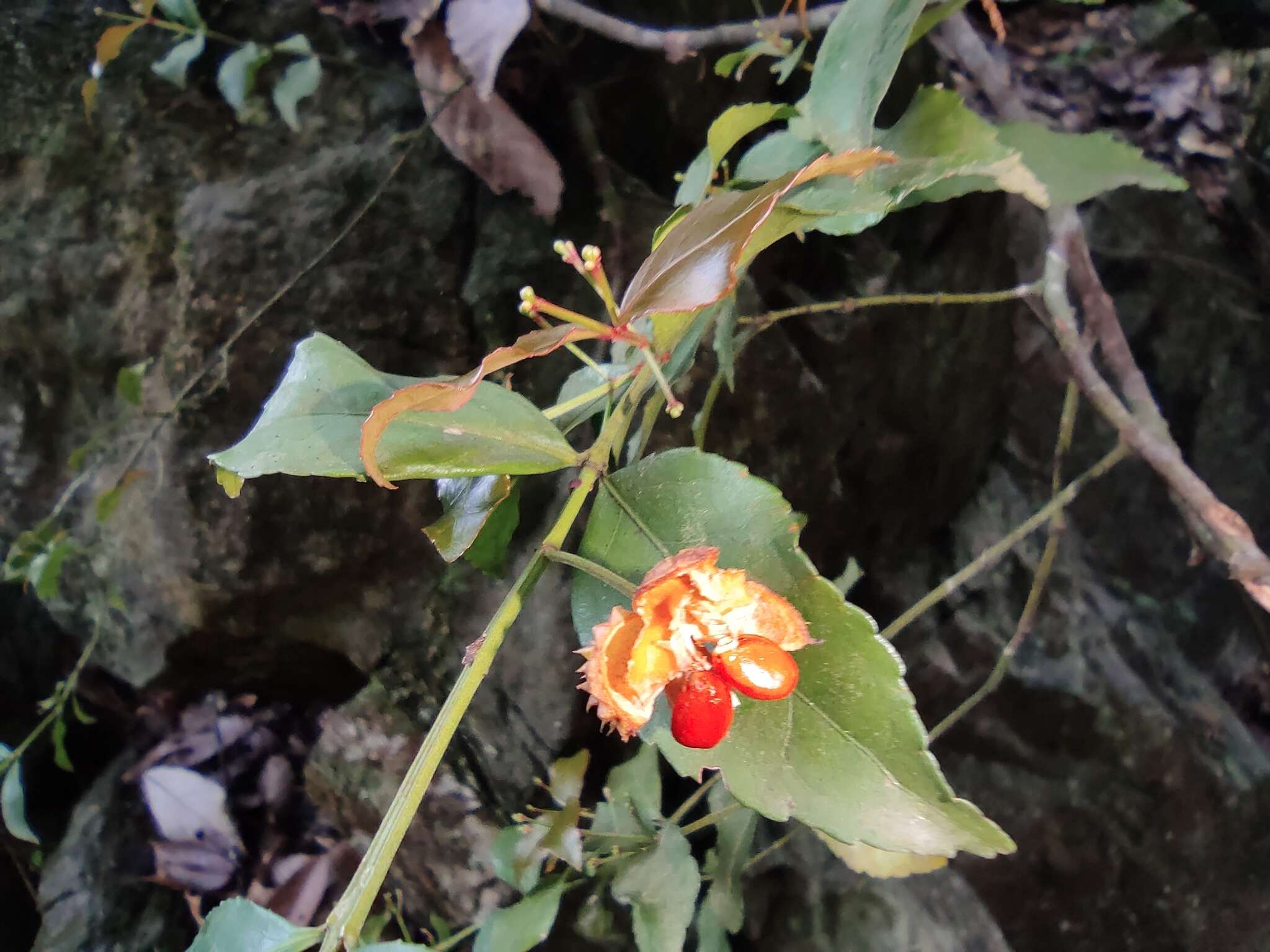 Image of Euonymus echinatus Wall.