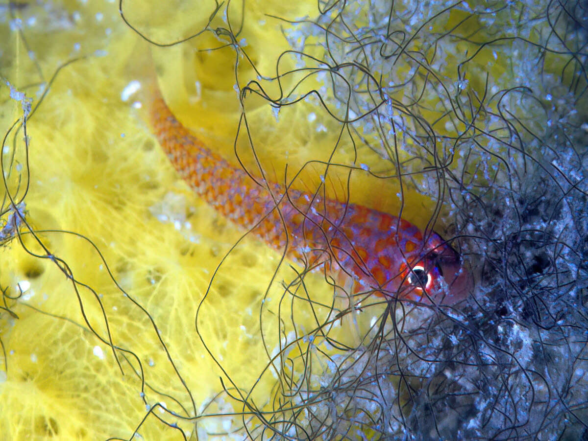 Image of Okinawa dwarfgoby