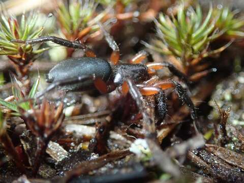 Image de Gnaphosa bicolor (Hahn 1833)