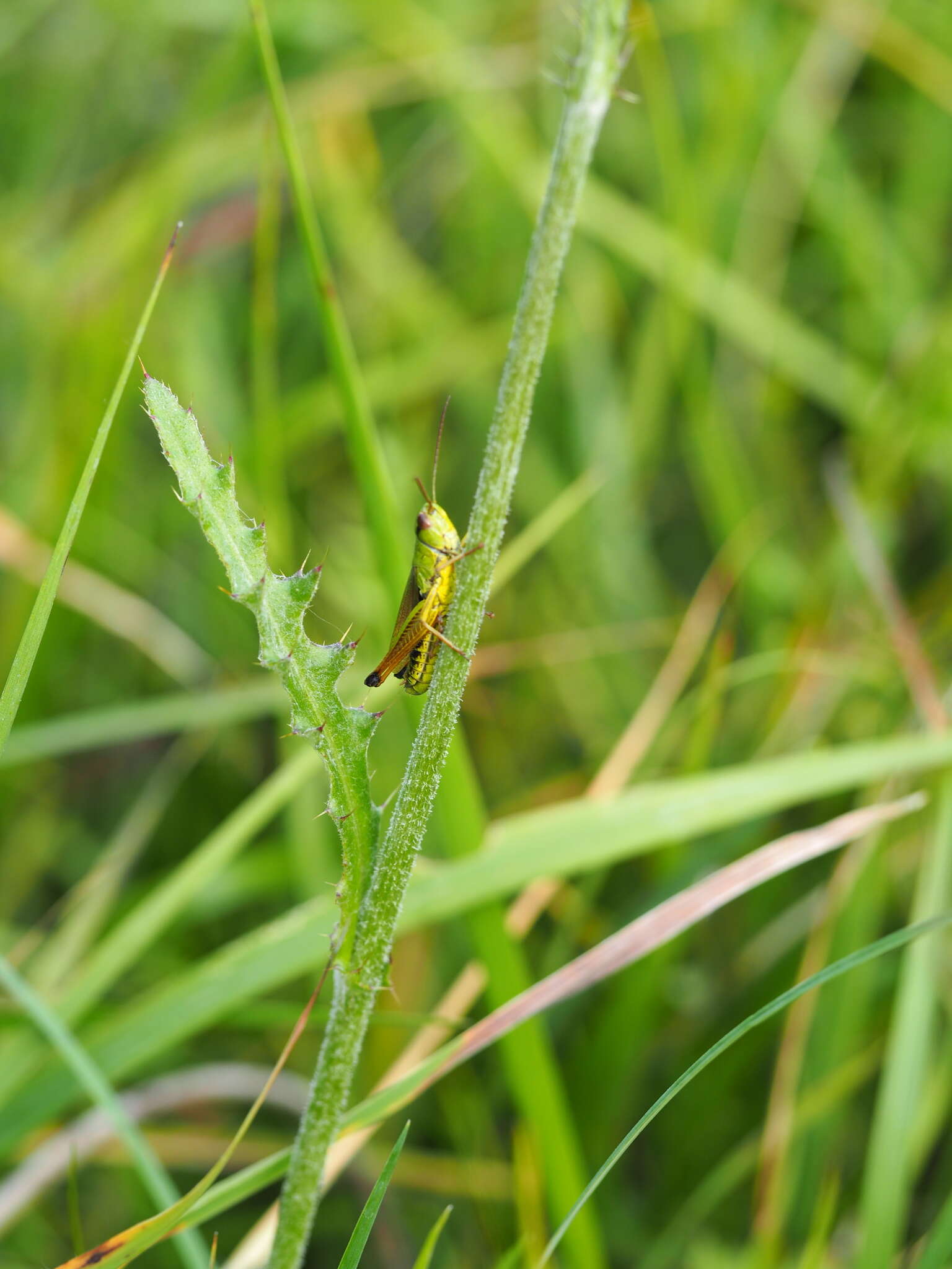 Image de Cirsium tuberosum (L.) All.