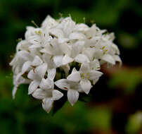 Image of Asperula libanotica Boiss.