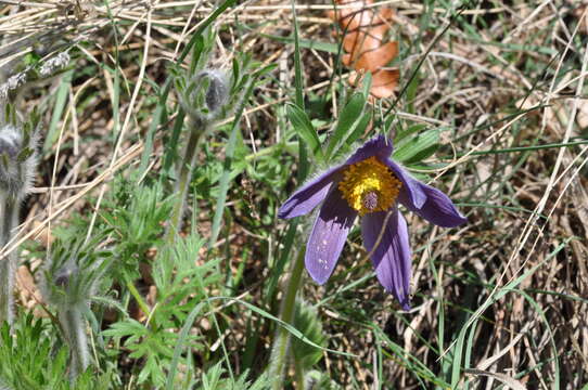 Image of Pulsatilla montana (Hoppe) Rchb.