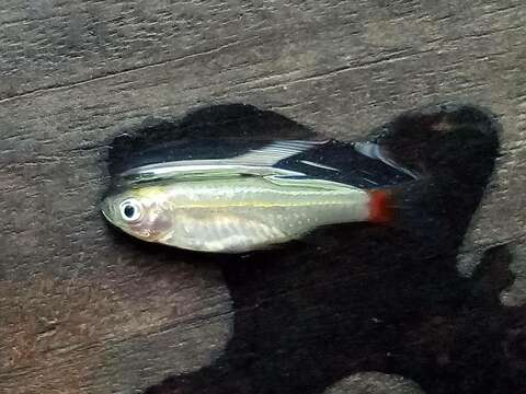 Rasbora borapetensis Smith 1934 resmi